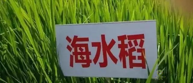 對不起，我跟著華為，辭職種地了！