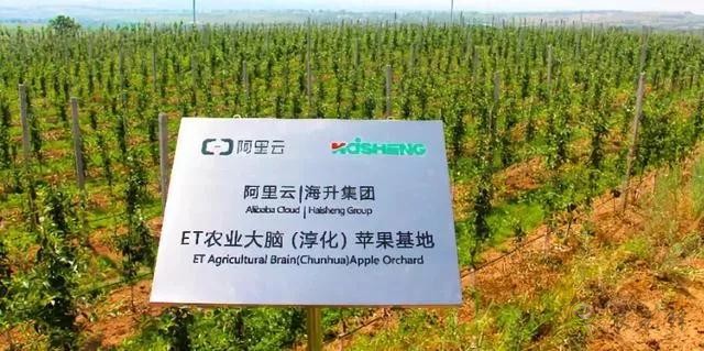 未來(lái)農(nóng)業(yè)價(jià)值可期！阿里、京東、華為，碧桂園紛紛發(fā)力數(shù)字農(nóng)業(yè)