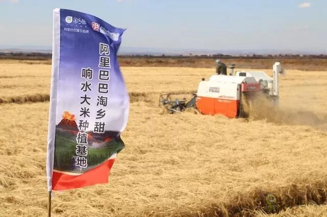 未來(lái)農(nóng)業(yè)價(jià)值可期！阿里、京東、華為，碧桂園紛紛發(fā)力數(shù)字農(nóng)業(yè)