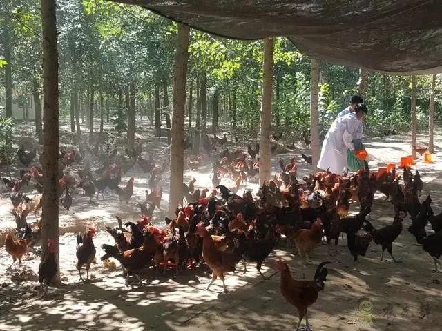 京東的這些“網(wǎng)紅”農(nóng)業(yè)項目，你都知道嗎？