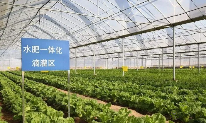 【專(zhuān)家解讀】柯炳生：有機(jī)農(nóng)業(yè)的發(fā)展還是比較受限