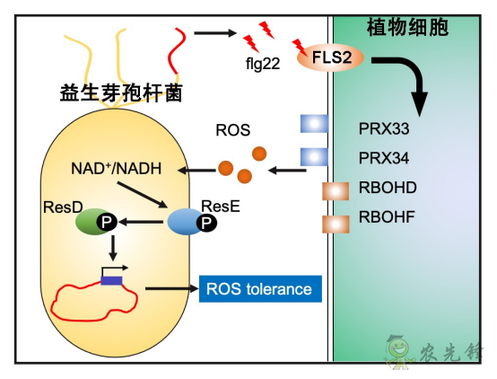 微生物肥料為何低效？