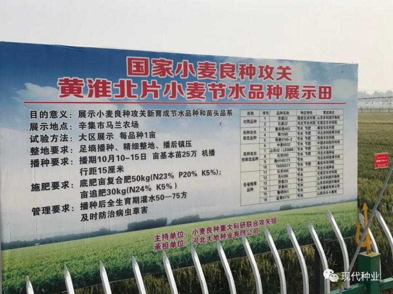 小麥良種攻關(guān)獲新進(jìn)展：不只“節(jié)水”一技傍身 更可兼顧優(yōu)質(zhì)多抗