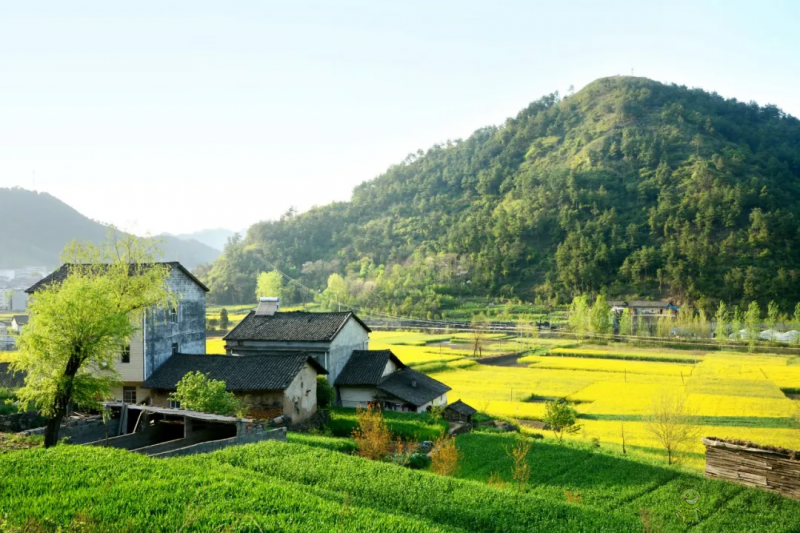 時偉：大學生融入鄉(xiāng)村振興的實施路徑