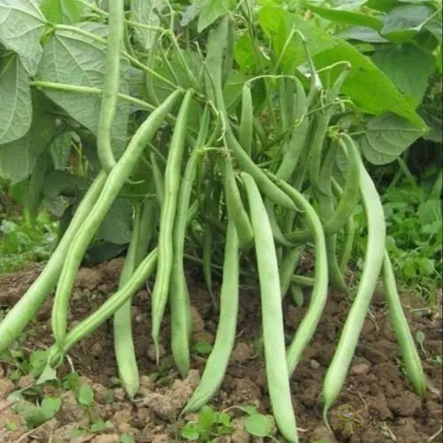 入伏后可以種植什么蔬菜？注意事項有哪些？