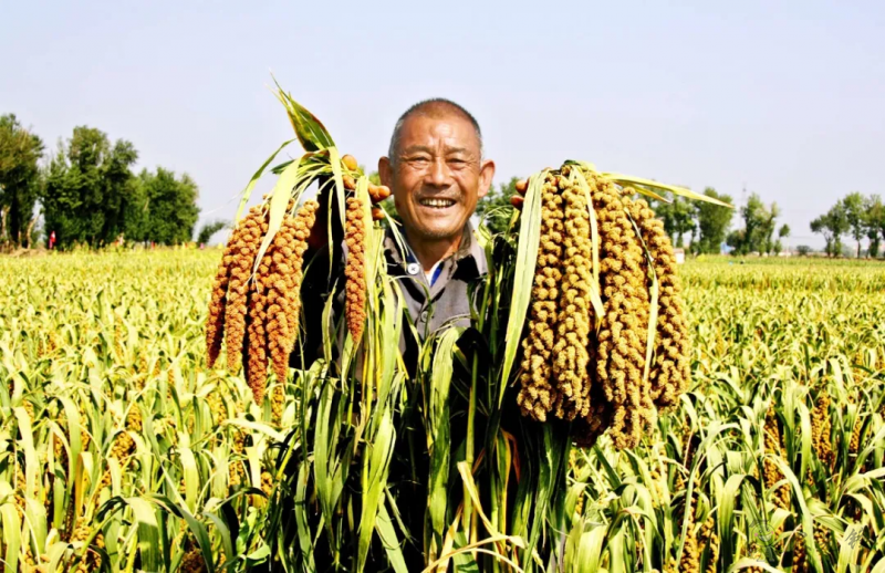 【結構調(diào)整】張雜谷：發(fā)揮旱作優(yōu)勢 打造富民產(chǎn)業(yè)