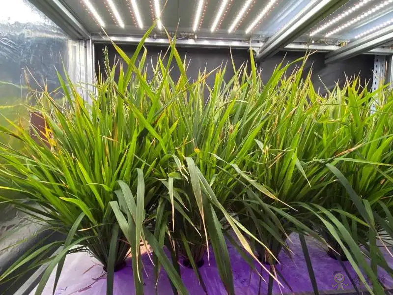 植物工廠60天收獲：我國實現(xiàn)水稻生育周期減半重要突破