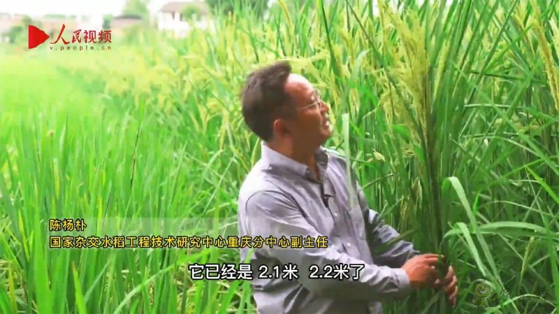 袁隆平的禾下乘涼夢(mèng)，是這樣一個(gè)夢(mèng)