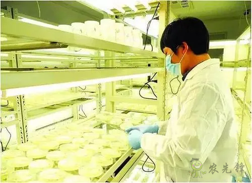 中外生物育種存在三大差距，專家建議打造“種業(yè)航母”