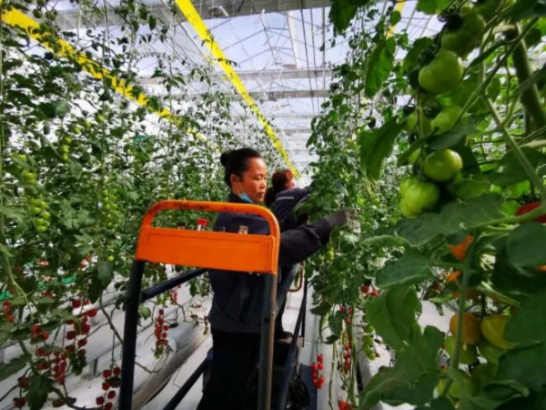 人均年收入40萬+，壽光蔬菜成功秘訣到底是什么