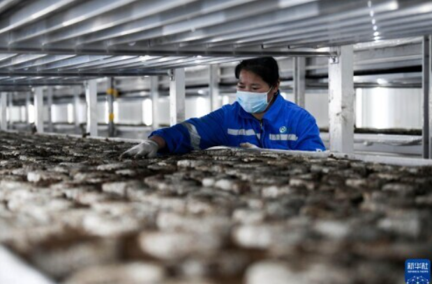 河北灤平:打造智慧農(nóng)業(yè)園區(qū) 促進食用菌產(chǎn)業(yè)快速發(fā)展