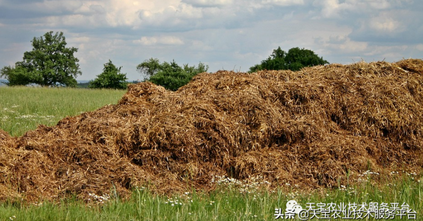 羊糞、豬糞、雞糞養(yǎng)分高如何用？國家發(fā)布十大關(guān)鍵技術(shù)