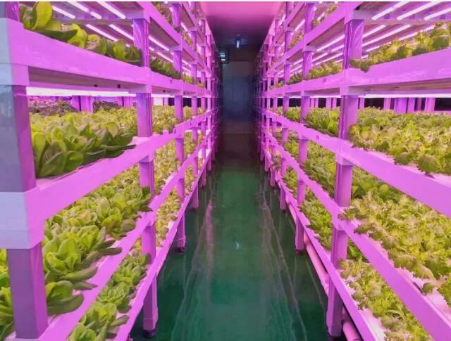 透視中日荷三國(guó)“植物工廠”案例，植物工廠的下一站又是什么