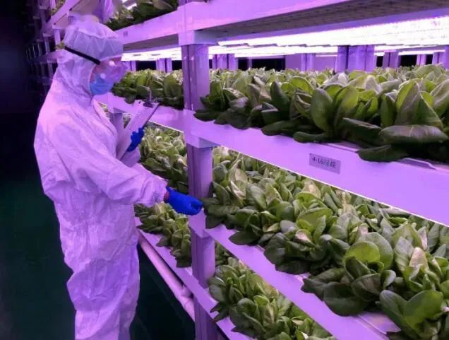 透視中日荷三國(guó)“植物工廠”案例，植物工廠的下一站又是什么