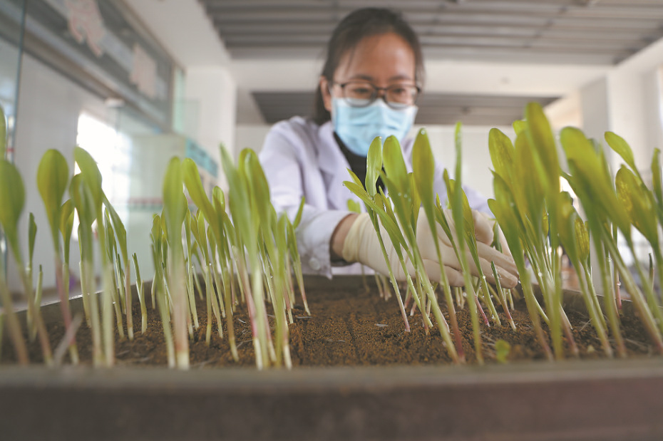 深度透視！農(nóng)業(yè)“芯片”：中國種子戰(zhàn)略