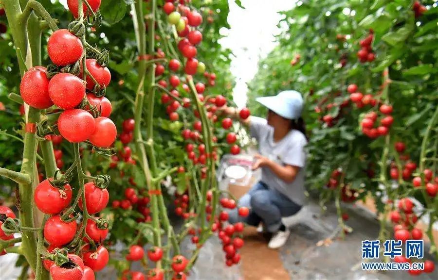 萬建民：著力推進生物種業(yè)發(fā)展