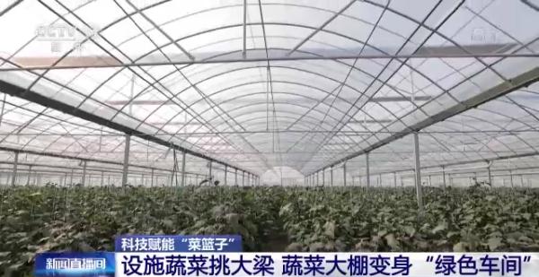 科技賦能“菜籃子”！看蔬菜大棚如何變身“綠色車間”