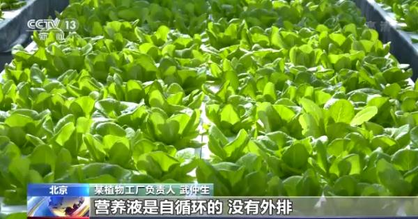 科技賦能“菜籃子”！看蔬菜大棚如何變身“綠色車間”