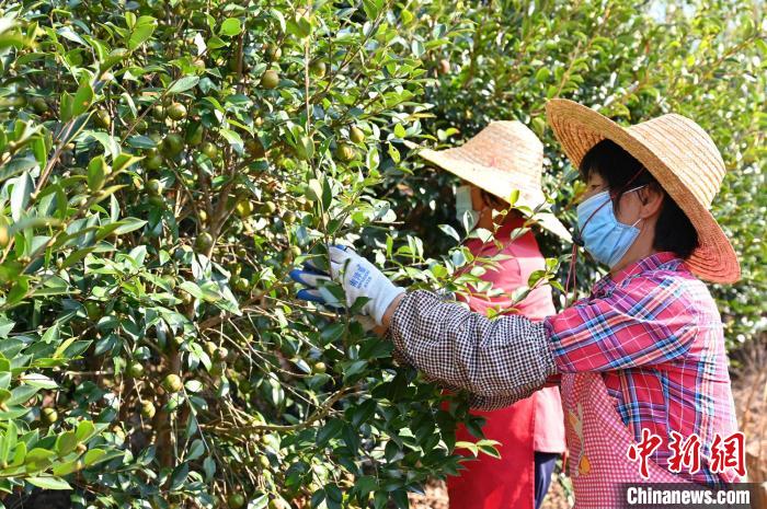 油茶果陳楚紅攝 油茶果陳楚紅攝