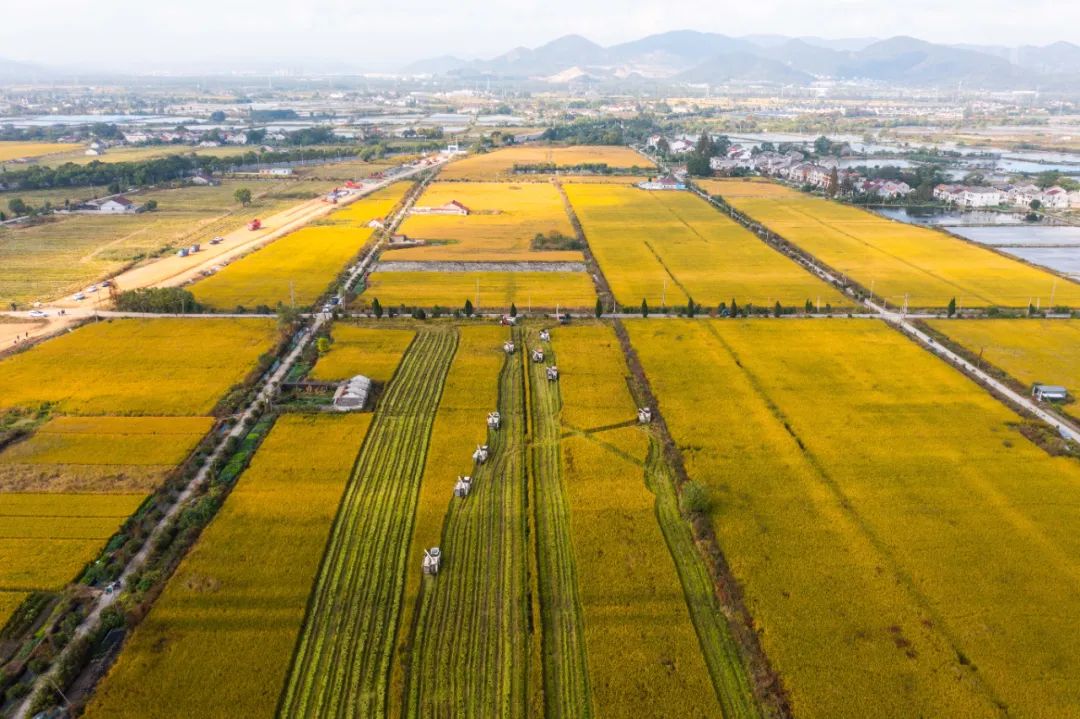穩(wěn)！農業(yè)農村經(jīng)濟邁出新氣象 邁出新成效