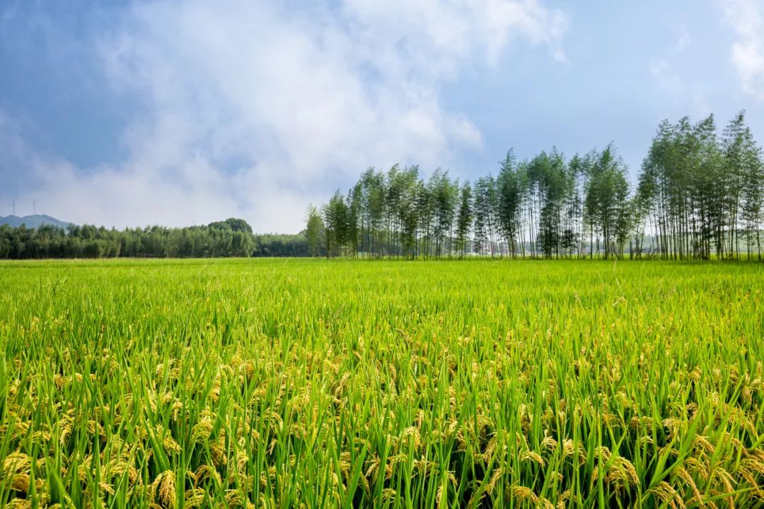 【數(shù)字農(nóng)業(yè)案例】阿里巴巴首個數(shù)字農(nóng)場項目