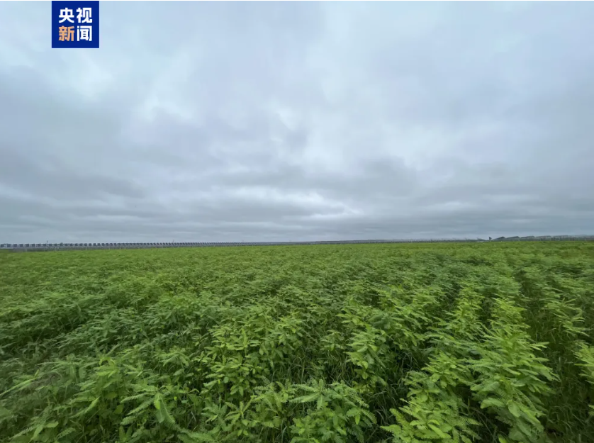 畝產(chǎn)飼草超2噸！我國生物改良鹽堿地技術(shù)新進(jìn)展