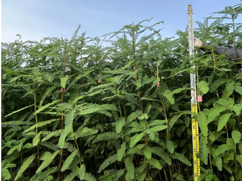 畝產(chǎn)飼草超2噸！我國生物改良鹽堿地技術(shù)新進(jìn)展